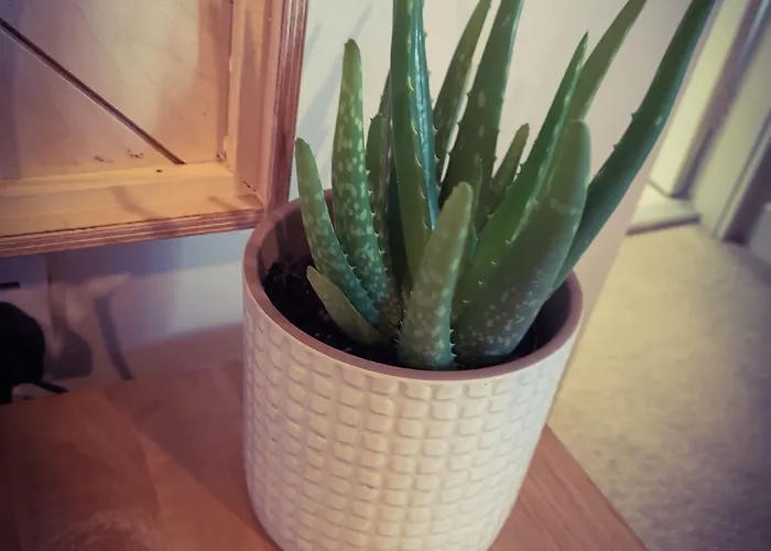 Exelby Dragon Leeming Bar